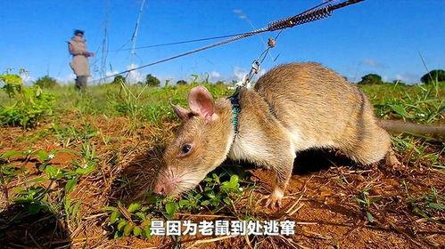 巨型老鼠爆料视频播放下载,播放下载背后的惊人真相 第3张 巨型老鼠爆料视频播放下载,播放下载背后的惊人真相 第3张